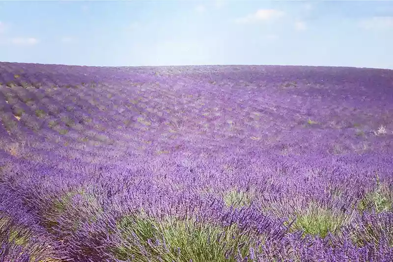 paysage de Provence